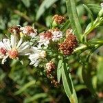 Symphyotrichum x salignum fruit picture by Yoan MARTIN (cc-by-sa)