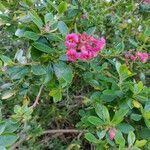 Escallonia rubra flower picture by b b (cc-by-sa)