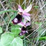 Ophrys bertolonii flower picture by daniele siddu (cc-by-sa)