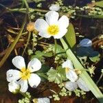 Ranunculus peltatus habit picture by Yoan MARTIN (cc-by-sa)