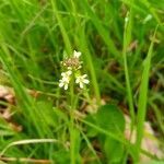 Arabis hirsuta flower picture by Alex Rizzo (cc-by-sa)