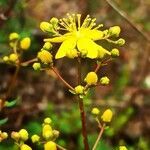 Hypericum empetrifolium flower picture by Anne Froger (cc-by-sa)