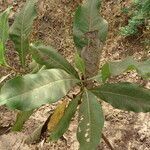 Terminalia macroptera leaf picture by Maarten Vanhove (cc-by-sa)