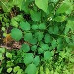 Thalictrum aquilegiifolium leaf picture by papilio2107 (cc-by-sa)
