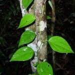 Piper guineense leaf picture by Gnagbo Anthelme (cc-by-sa)
