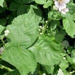 Rubus pruinosus leaf picture by Kai Best (cc-by-sa)