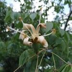 Ceiba aesculifolia flower picture by Mauricio León Carreño (cc-by-sa)