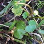 Ranunculus peltatus leaf picture by Prieta Javier (cc-by-sa)