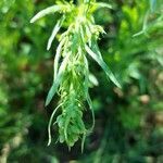 Artemisia biennis leaf picture by Schitti 68 (cc-by-sa)