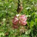 Onobrychis supina flower picture by Marion COTTE REY (cc-by-sa)