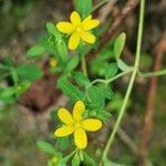 Hypericum humifusum flower picture by xavier font (cc-by-sa)