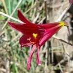 Rhodophiala bifida flower picture by Trap Hers (cc-by-sa)