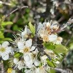 Prunus spinosa habit picture by Catherine DUVAL (cc-by-sa)