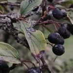 Cotoneaster acutifolius fruit picture by Dieter Albrecht (cc-by-sa)