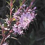 Agathosma ovata flower picture by Maarten Vanhove (cc-by-sa)