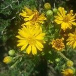 Heterotheca subaxillaris flower picture by Xeve Dor (cc-by-sa)