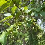Chionanthus virginicus fruit picture by Joel Hicks (cc-by-sa)