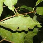Pouteria foveolata leaf picture by Nelson Zamora Villalobos (cc-by-nc)