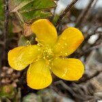 Hypericum mexicanum flower picture by Fabien Anthelme (cc-by-sa)
