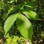 Ulmus rubra leaf picture by Casey (cc-by-sa)