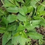 Knautia drymeia leaf picture by Matteo Da Ros (cc-by-sa)