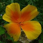 Eschscholzia californica flower picture by Jean-Louis ESPURT (cc-by-sa)