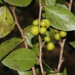 Xylosma horrida fruit picture by Nelson Zamora Villalobos (cc-by-nc)