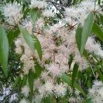 Blepharocalyx salicifolius flower picture by cabana carlos manuel (cc-by-sa)
