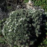 Astragalus tragacantha habit picture by Llandrich anna (cc-by-sa)