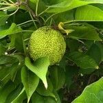 Maclura pomifera fruit picture by Pierre GUDEL (cc-by-sa)