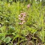 Pyrola asarifolia flower picture by kirstee harper (cc-by-sa)