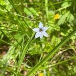 Sisyrinchium angustifolium flower picture by Marin Mitchell (cc-by-sa)