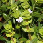 Bacopa salzmannii flower picture by Nelson Zamora Villalobos (cc-by-nc)