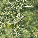 Asparagus aphyllus leaf picture by Monteiro Henrique (cc-by-sa)