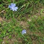 Cichorium intybus habit picture by Maxime GUILLEMET (cc-by-sa)