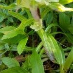 Campanula thyrsoides leaf picture by Christophe Gautreau (cc-by-sa)
