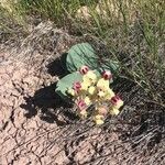 Asclepias cryptoceras flower picture by Mary Lou Sagaser (cc-by-sa)