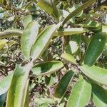 Ximenia caffra leaf picture by Anderson Muchawona (cc-by-sa)