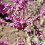 Salvia canariensis flower picture by Luis Garcia (cc-by-sa)