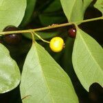 Eugenia oerstediana leaf picture by Nelson Zamora Villalobos (cc-by-nc)