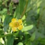 Ranunculus lingua flower picture by Olive Prov (cc-by-sa)