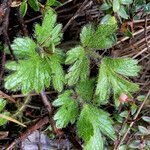 Ranunculus praemorsus leaf picture by Fabien Anthelme (cc-by-sa)