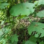 Macaranga tanarius habit picture by Janwar W. (cc-by-sa)