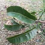 Bocquillonia sessiliflora leaf picture by Coordination Endemia (cc-by-sa)