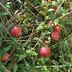 Vaccinium oxycoccos habit picture by koozmim (cc-by-sa)