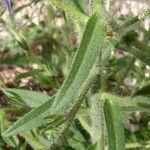 Echium vulgare leaf picture by christophe gorla (cc-by-sa)