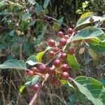 Frangula alnus fruit picture by gael_deleongarcia (cc-by-sa)