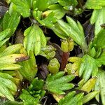 Azorella multifida fruit picture by Fabien Anthelme (cc-by-sa)