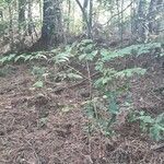 Aralia spinosa habit picture by Eli Small (cc-by-sa)