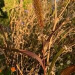 Setaria italica habit picture by Meineke Dietlinde (cc-by-sa)
